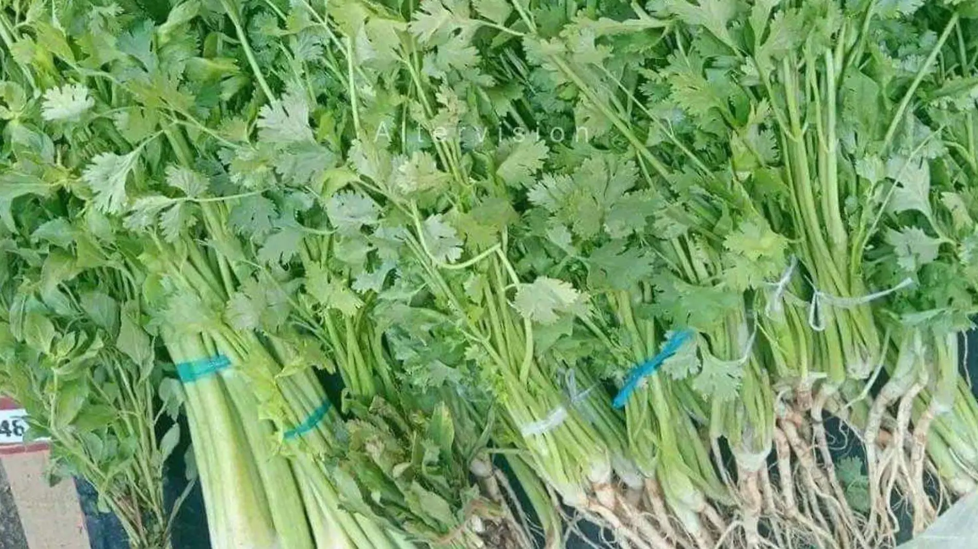 cilantro carisimo en 2024